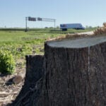 MoDOT spent $2.6 million on invasive tree removal in preparation for World Cup