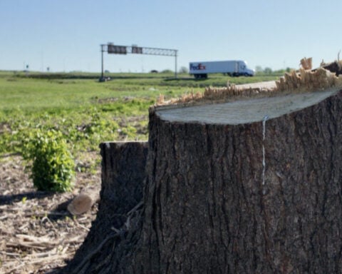 MoDOT spent $2.6 million on invasive tree removal in preparation for World Cup