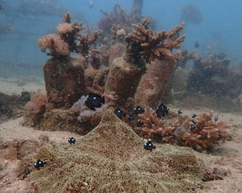African and Commonwealth nations in Kenya urge quick execution of a key treaty protecting oceans