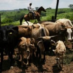 Soaring US beef prices likely to rise further thanks to trade tensions and disease outbreaks
