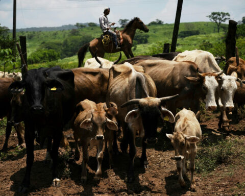 Soaring US beef prices likely to rise further thanks to trade tensions and disease outbreaks