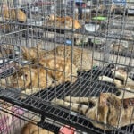 Police rescue hundreds of cats from being eaten in Vietnam with bust of major animal theft ring