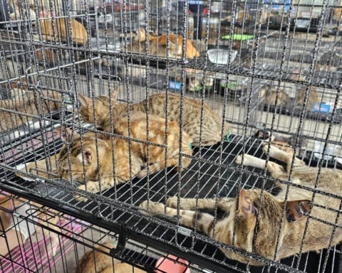 Police rescue more than 400 cats from being eaten in Vietnam in a bust of a major animal theft ring