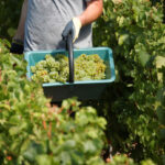 The US has record-breaking year at the world’s largest wine awards