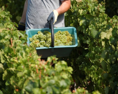 The US has record-breaking year at the world’s largest wine awards