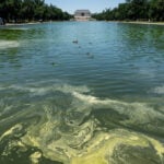 Crews battle algae bloom in Washington's newly repainted Reflecting Pool