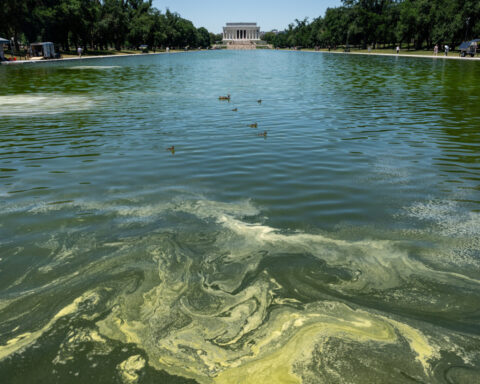 Crews battle algae bloom in Washington's newly repainted Reflecting Pool
