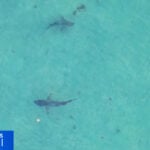 South Florida shark diving operators push back against Florida Safe Seas Act: "There's a huge double standard here"