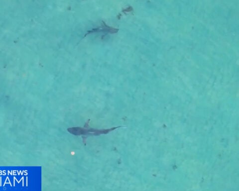 South Florida shark diving operators push back against Florida Safe Seas Act: "There's a huge double standard here"