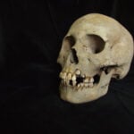 Ancient teeth from Siberia rewrite the plague’s timeline, dating back to over 5,500 years ago