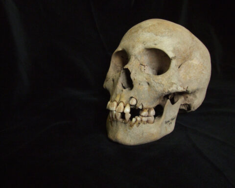 Ancient teeth from Siberia rewrite the plague’s timeline, dating back to over 5,500 years ago