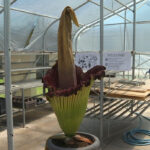 Kansas Corpse flower is now in bloom for a short time only