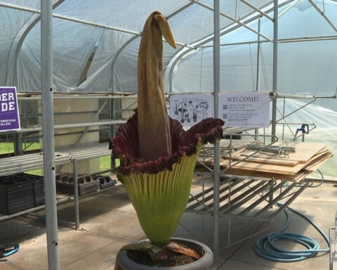 Kansas Corpse flower is now in bloom for a short time only