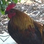 How Yuba-Sutter chickens serve on front line against West Nile virus
