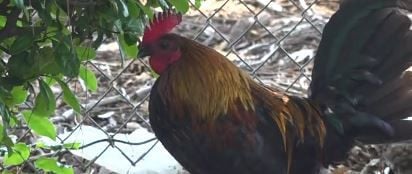 How Yuba-Sutter chickens serve on front line against West Nile virus