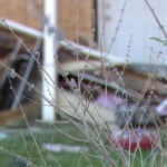 Mother and baby escape serious injury after truck slams into home