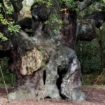 An ancient oak tree said to have sheltered legendary Robin Hood has died