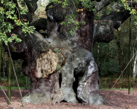 An ancient oak tree said to have sheltered legendary Robin Hood has died