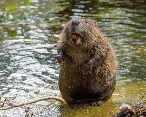 This city had a flooding problem. So it turned to an animal that had been extinct there for 400 years