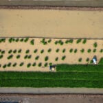 UN food agencies seek $202 million to shield 8.8 million people from El Niño