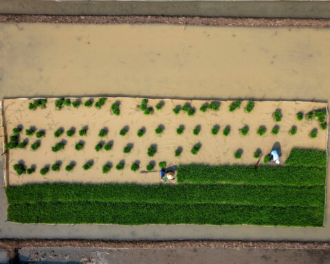 UN food agencies seek $202 million to shield 8.8 million people from El Niño