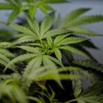 Supreme Court sides with a Texas man who says it’s not a crime for marijuana users to have guns