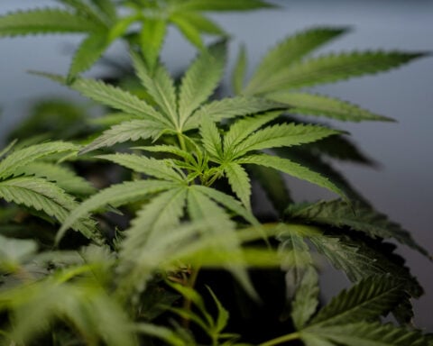 Supreme Court sides with a Texas man who says it’s not a crime for marijuana users to have guns