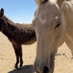 'It felt easier': Healing Hearts uses equine therapy to expand mental health support in Mountain Home