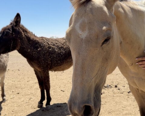 'It felt easier': Healing Hearts uses equine therapy to expand mental health support in Mountain Home