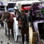 New York mayor, other leaders push to end horse carriage industry after Indian teen's death