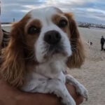Dog tests positive for methamphetamine after visit to dog beach