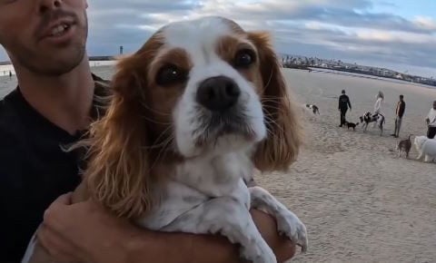Dog tests positive for methamphetamine after visit to dog beach