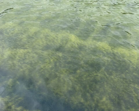 Blue material peeling off bottom of Reflecting Pool, days after costly renovation