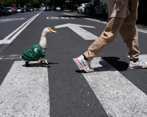 Meet Merlin the duck, a Mexico City streetside regular turned World Cup mascot
