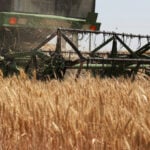 Ample world inventories may soften El Nino food supply shock