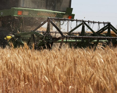 Ample world inventories may soften El Nino food supply shock