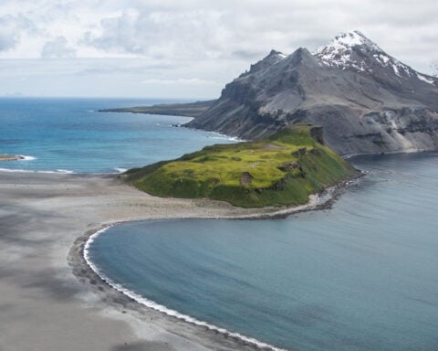 Thousands of baby seals died on two remote sub-Antarctic islands. Scientists now think they know why