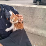 Indiana State Police officers rescue kitten stuck on I-94