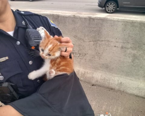 Indiana State Police officers rescue kitten stuck on I-94