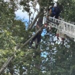 Firefighters rescue tree climber after getting stuck between trees
