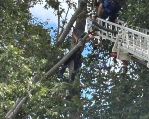 Firefighters rescue tree climber after getting stuck between trees