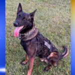 K9 sniffs out armed fugitive in creek