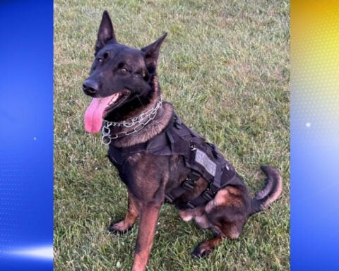 K9 sniffs out armed fugitive in creek