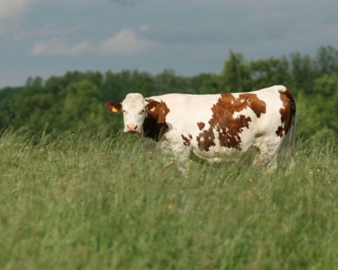 Why a 2,000-year-old low-fat, high-protein cheese is taking over French dairy aisles