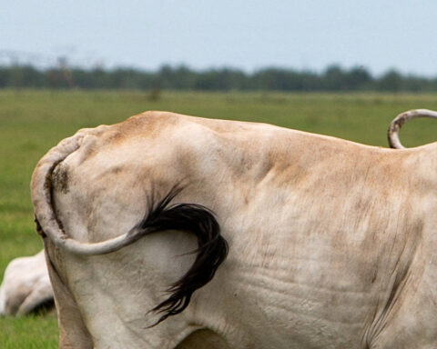 USDA reports three new cases of screwworm, bringing total to 15