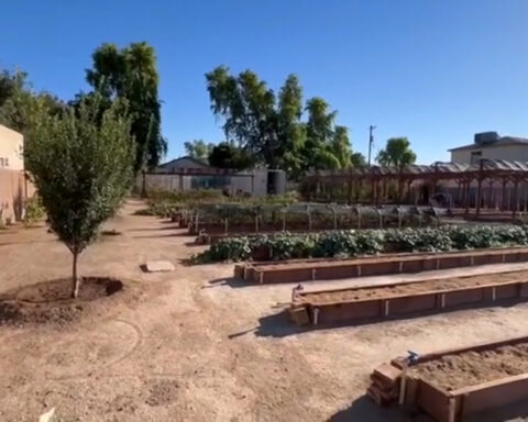 Nonprofit farm donates 100% of its harvest to fight food insecurity in the Valley