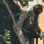 Monkey hangs around at Mount Dora's Gilbert Park