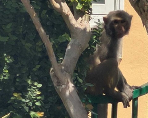 Monkey hangs around at Mount Dora's Gilbert Park