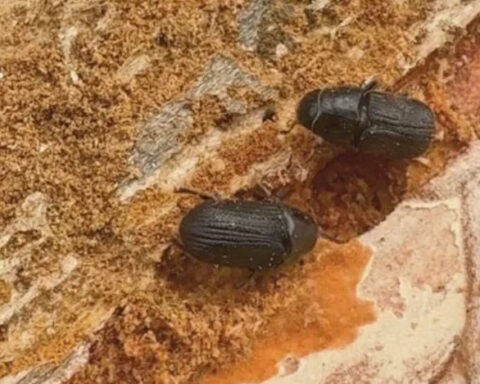 Nonprofit takes aim at Colorado's growing mountain pine beetle problem one tree at a time