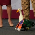 Merlin the duck steals the spotlight at President Sheinbaum's news briefing